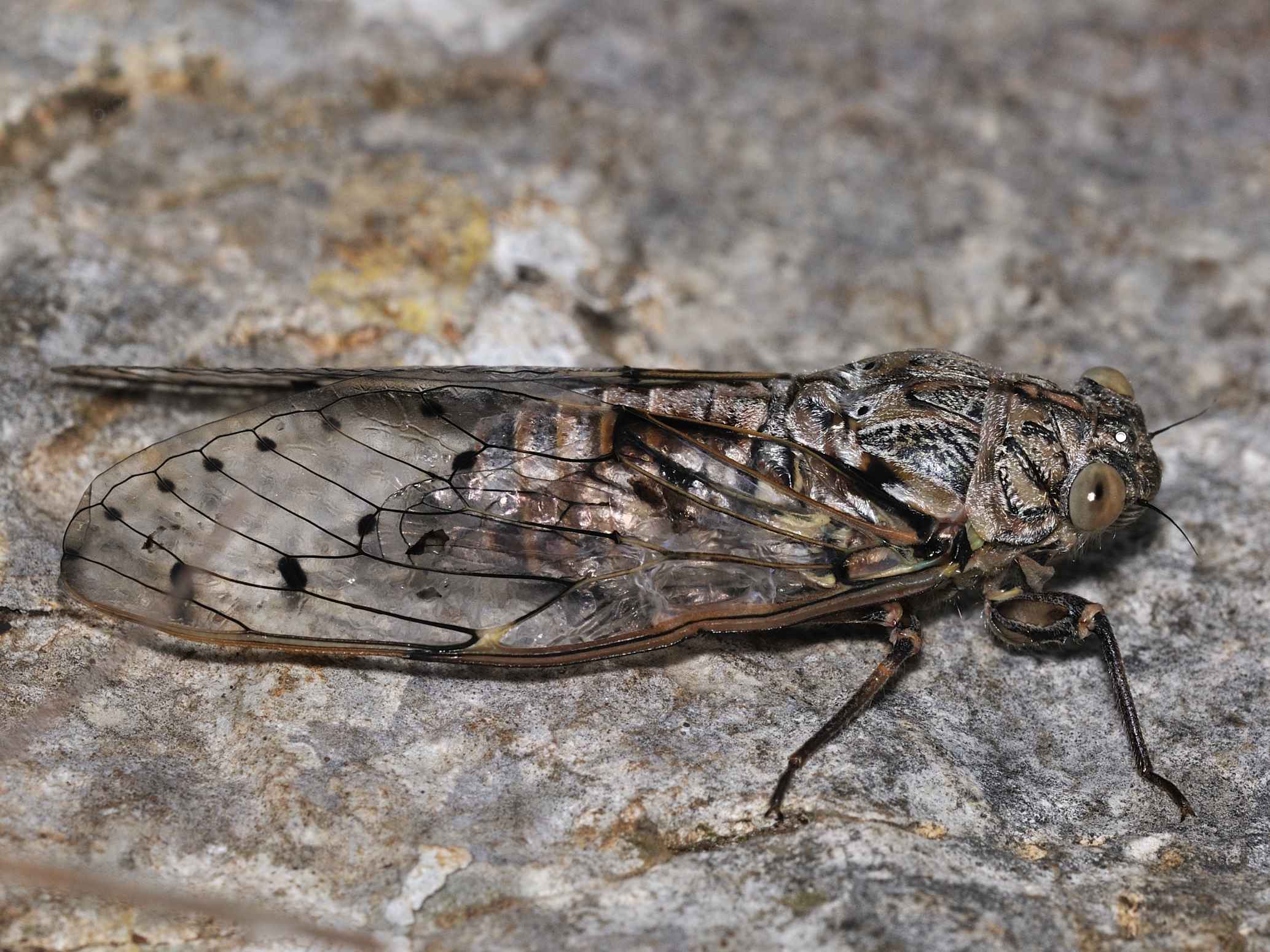 Cicadidae - Cicada orni ?